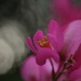 Pink Flower by kerristephens