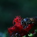 Bee by kerristephens