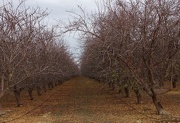27th Jan 2013 - Almond Orchard