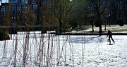27th Jan 2013 - Skater in the Willow