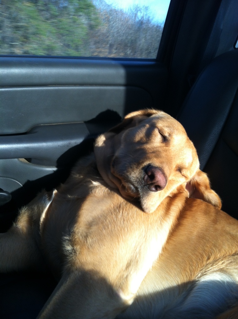 Sleeping like a baby!  All 80 pounds! by prn