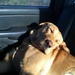 Sleeping like a baby!  All 80 pounds! by prn