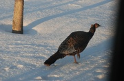 23rd Jan 2013 - Turkey in front yard
