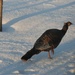 Turkey in front yard by farmreporter