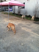 17th Jan 2013 - Feeding time at the store - dog bones