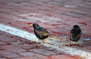 27th Jan 2013 - Cobblestones & Starlings