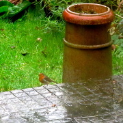 31st Dec 2012 - Holiday day 8 - Robin!