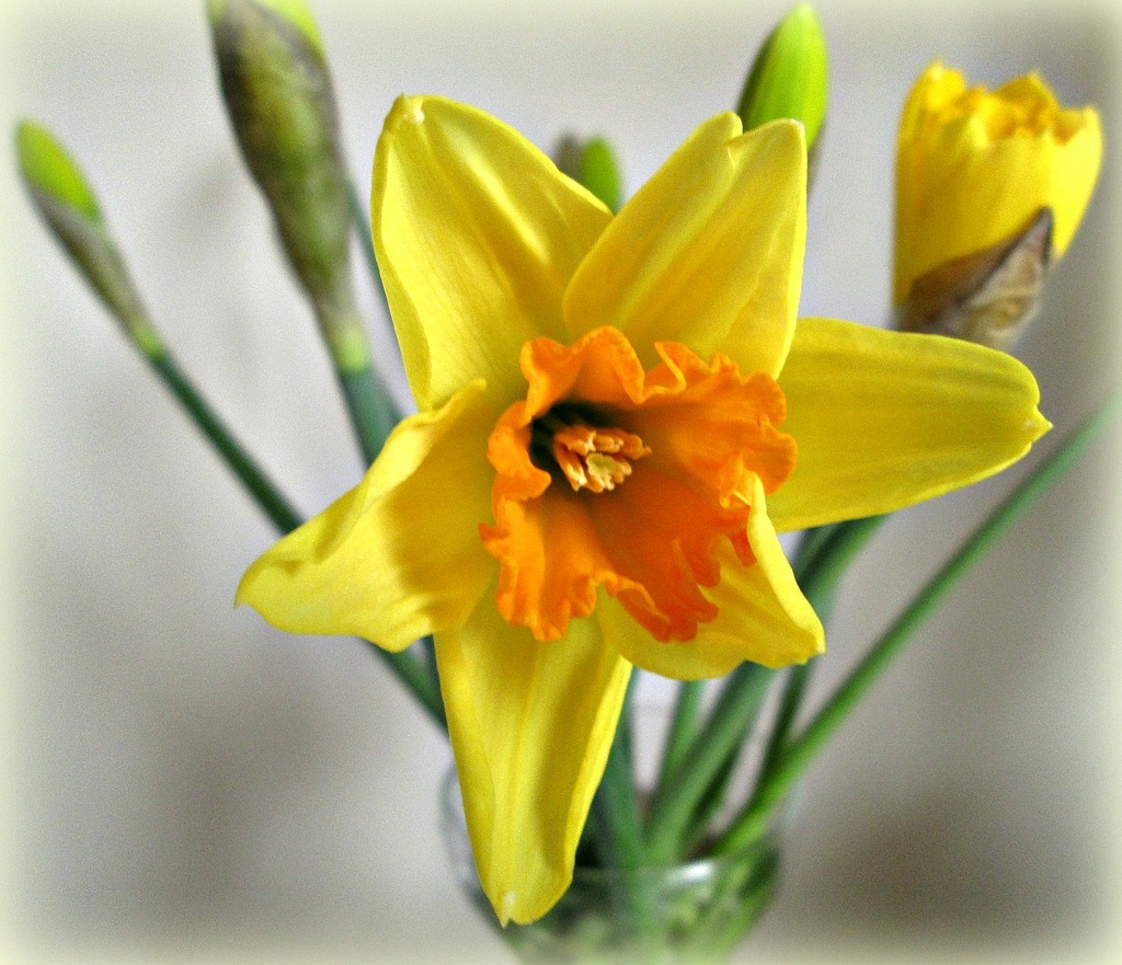 'near me': the first daffodil........ by quietpurplehaze
