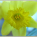 Daffodil! by judithdeacon