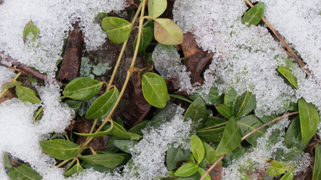 Myrtle in January by juliedduncan