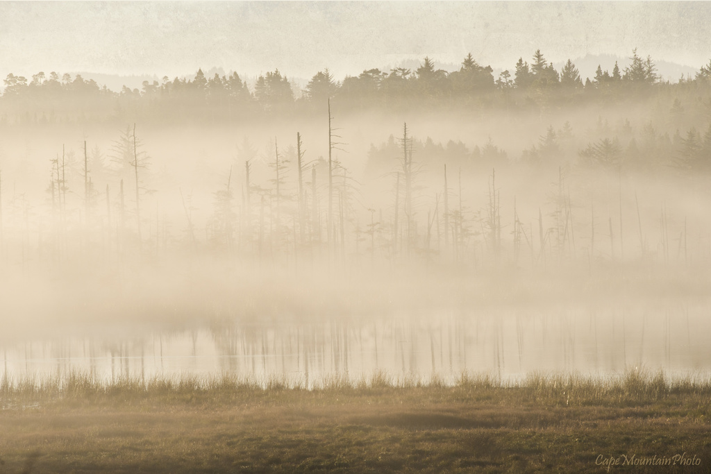 Fog On Lily Lake by jgpittenger