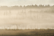 28th Jan 2013 - Fog On Lily Lake