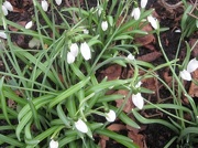 28th Jan 2013 - Snowdrops at Anglesey Abbey