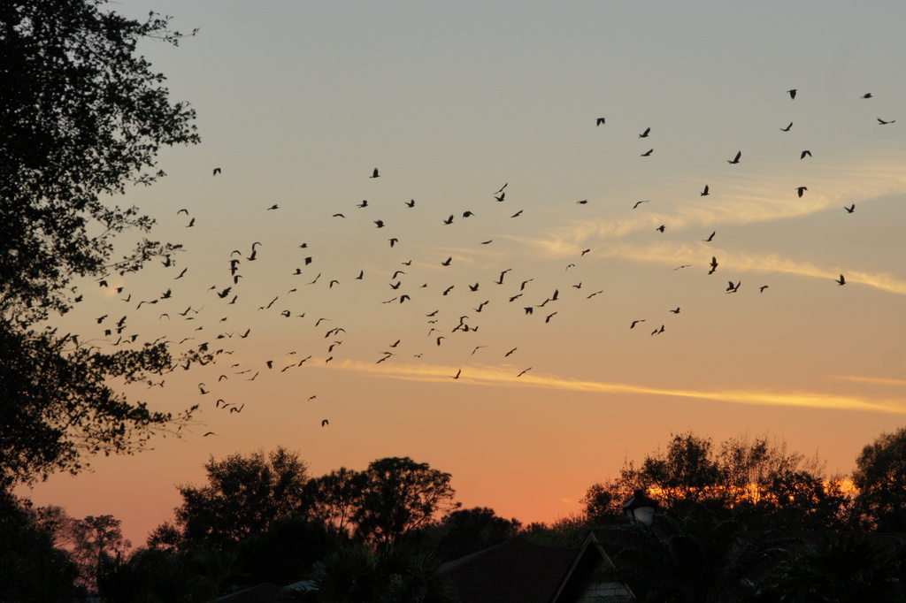 Crows at Sunset by rob257