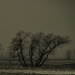Dark Foggy Afternoon by jayberg