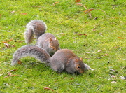 28th Jan 2013 - Squirrels Just have to have fun.
