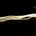 speed of light by vankrey
