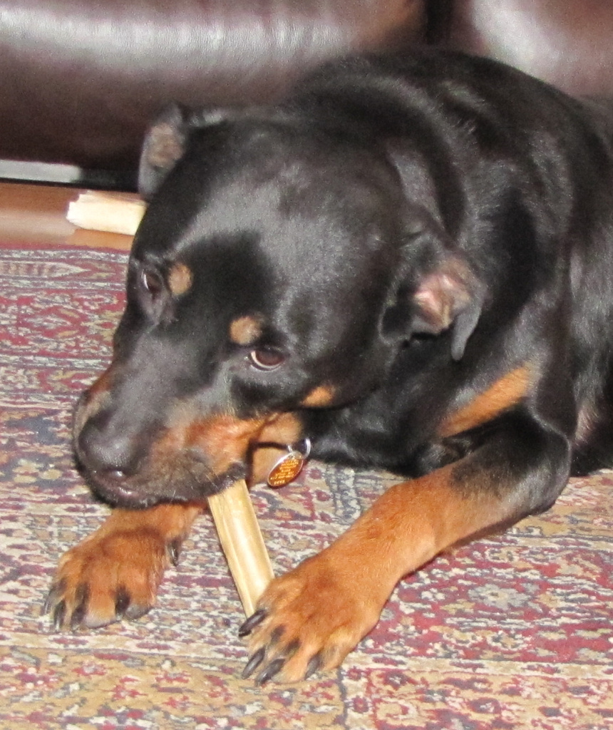 Libby's Rawhide Determination by kathyo