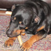 Libby's Rawhide Determination by kathyo