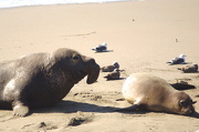 27th Jan 2013 - Elephant or Seal?