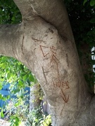 28th Jan 2013 - Graffiti Tree: Cs over Hoes
