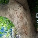 Graffiti Tree: Cs over Hoes by lisasutton