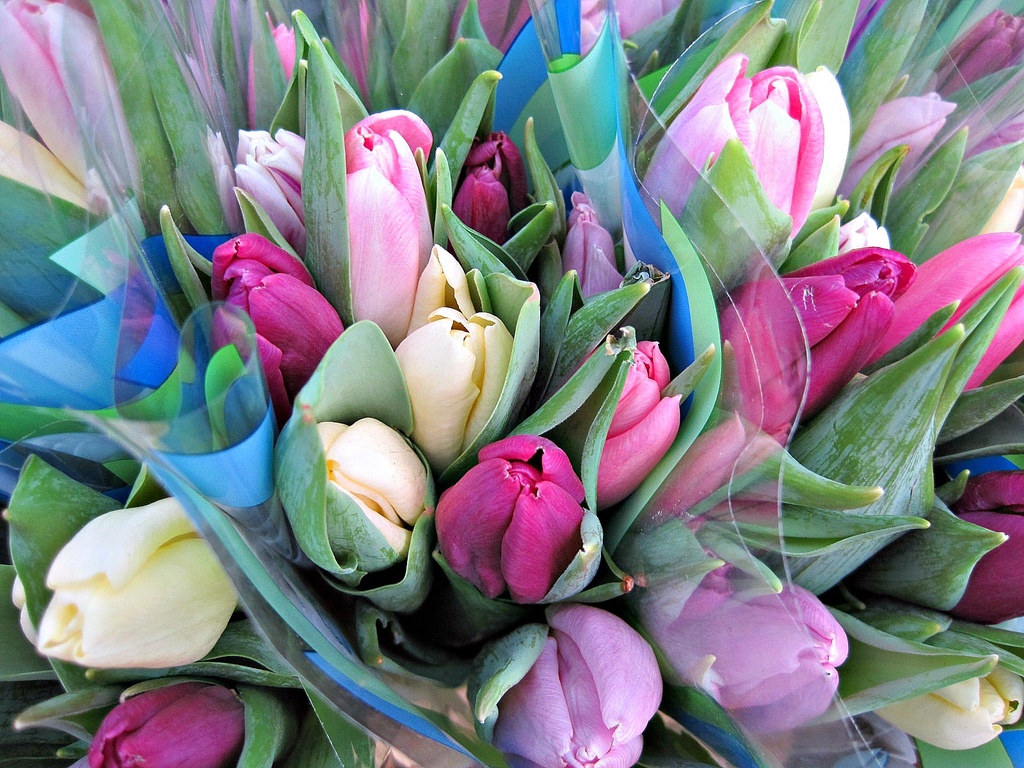 tulips for sale in 'blue' wrapping in Winchester market by quietpurplehaze