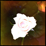 29th Jan 2013 - The Life of a Rose
