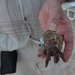 Hermit crab by bruni