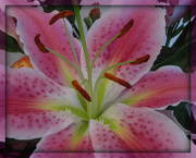 29th Jan 2013 - Lily the pink