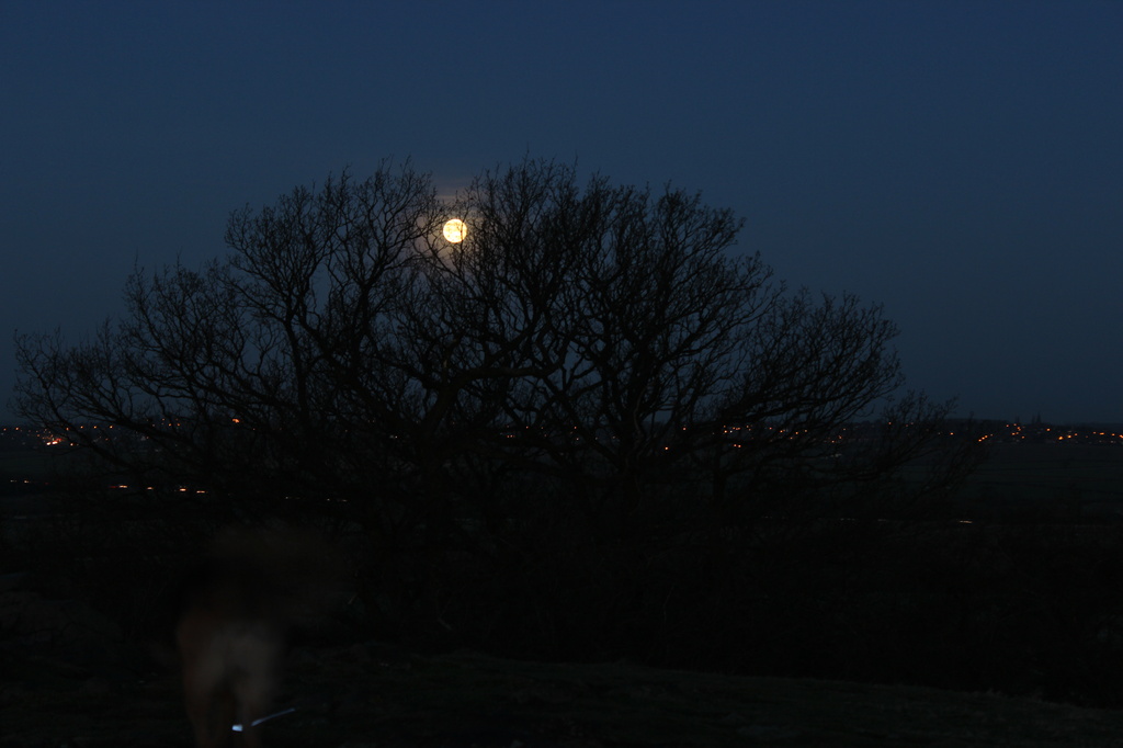 Moonset by shepherdman