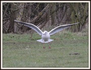 29th Jan 2013 - Coming into land
