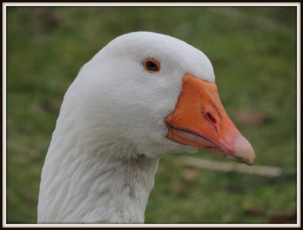 Goosey Goosey Gander  by rosiekind