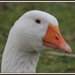 Goosey Goosey Gander  by rosiekind