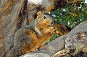 22nd Jan 2013 - Squirrel Appreciation Week