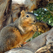 Squirrel Appreciation Week by Weezilou