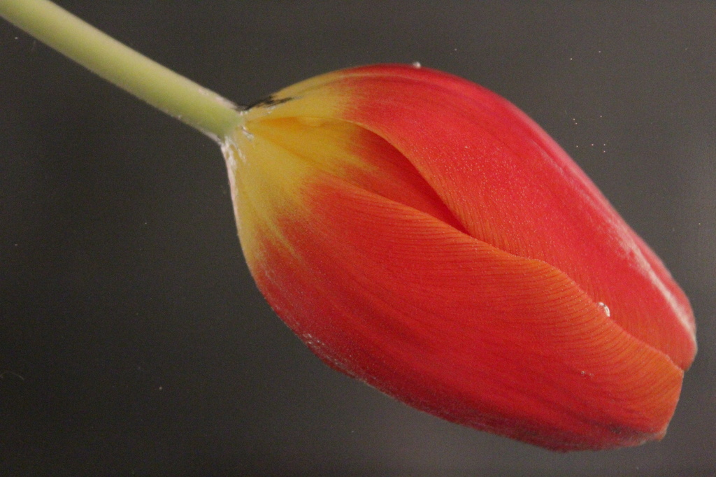 Underwater tulip by rachel70