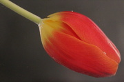 29th Jan 2013 - Underwater tulip