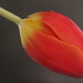 Underwater tulip by rachel70
