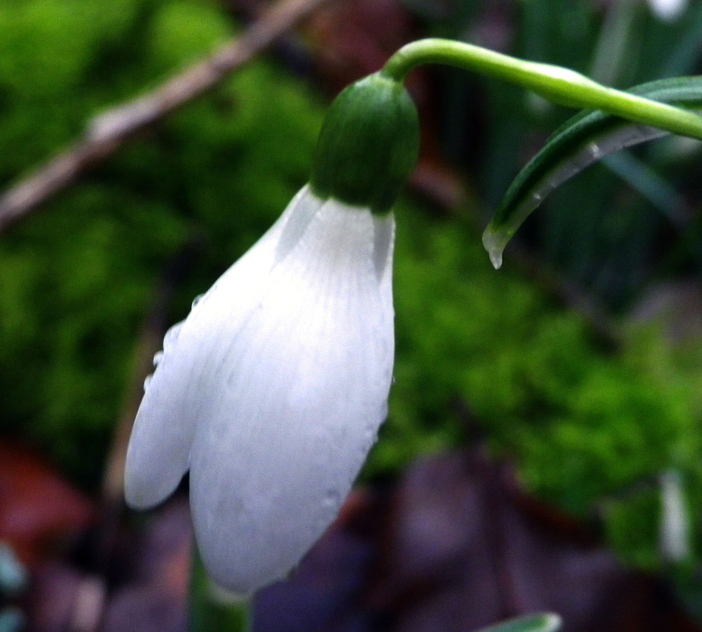 Snowdrop Jan 2013 by itsonlyart