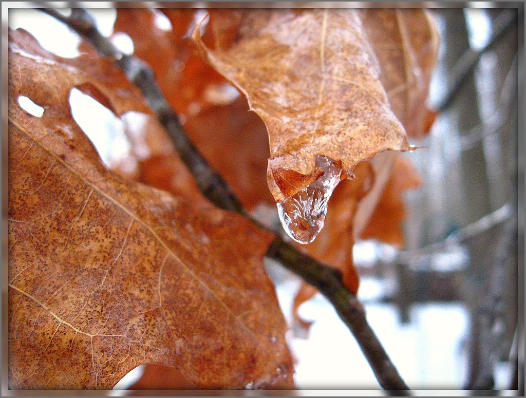 Ice Drip by olivetreeann