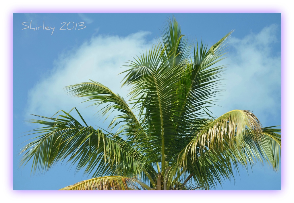 palm trees and Florida by mjmaven