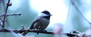 29th Jan 2013 - Back Capped Chicadee
