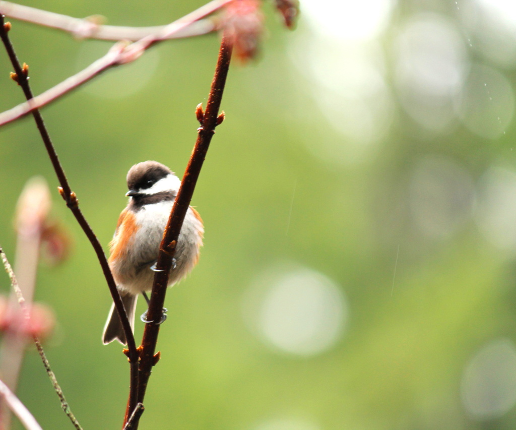 Sweet fluffy chestnut backed chickadee by jankoos