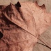 (Day 350) - Ruddy Leaf by cjphoto