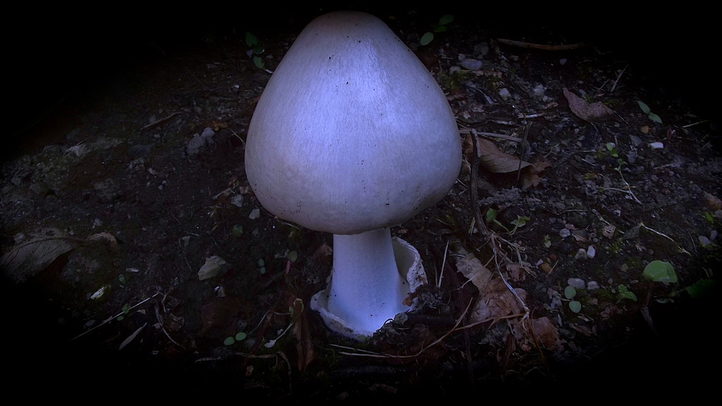 Alien Mushroom by maggiemae