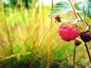 25th Jul 2010 - I love berries!!