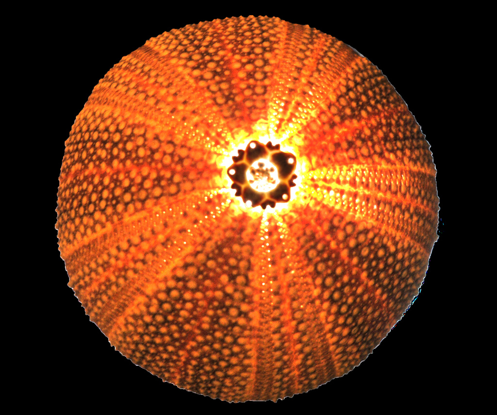 Sea Urchin by seanoneill