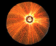 30th Jan 2013 - Sea Urchin