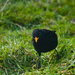 Blackbird by harveyzone